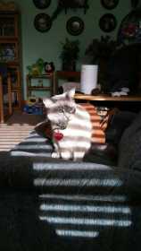 Lost Cat