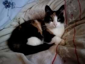 Lost Cat