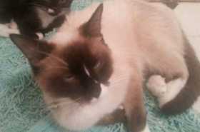 Lost Cat