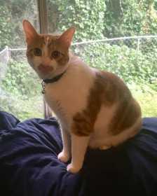 Lost Cat