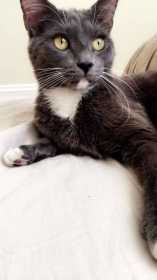 Lost Cat