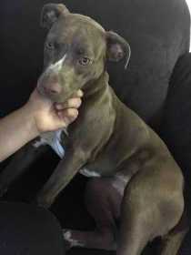 Lost Dog