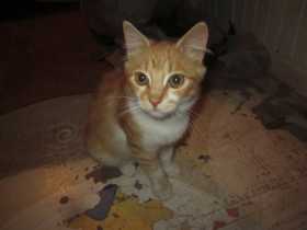 Lost Cat