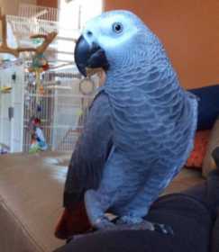 Lost African Grey