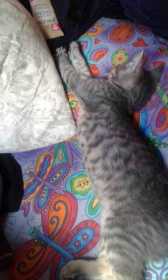 Lost Cat