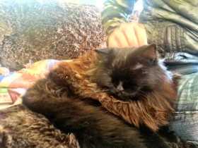 Lost Cat