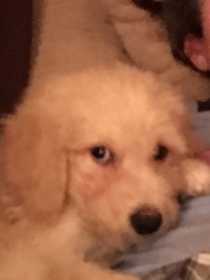 Lost Dog