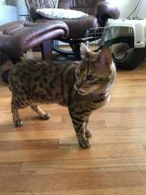 Lost Cat