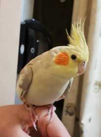 Lost Cockatiel