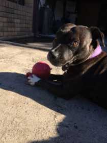 Lost Dog