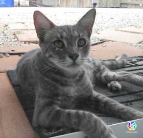 Lost Cat