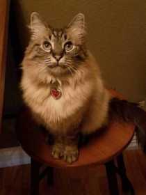 Lost Cat