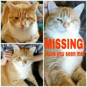 Lost Cat