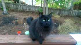 Lost Cat