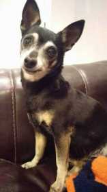 Lost Dog