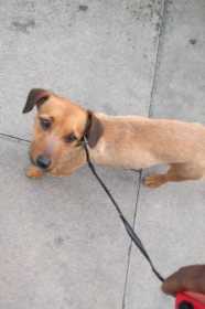 Lost Dog