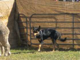 Lost Dog