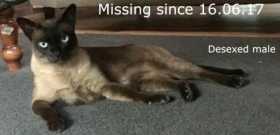 Lost Cat