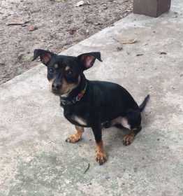Lost Dog
