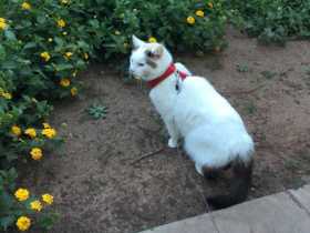 Lost Cat