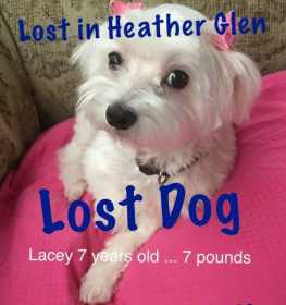 Lost Dog