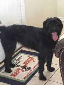 Lost Dog