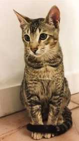 Lost Cat