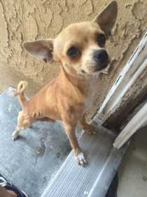 Lost Dog