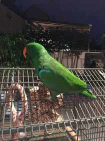 Lost Eclectus