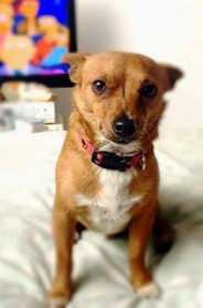 Lost Dog