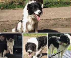 Lost Dog