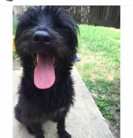 Lost Dog