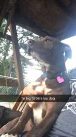 Lost Dog