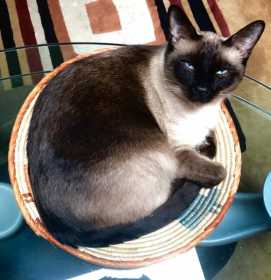 Lost Cat