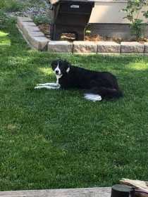 Lost Dog