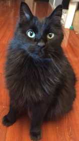 Lost Cat