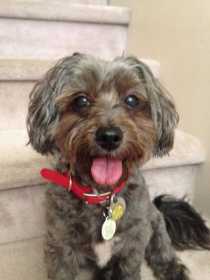 Lost Dog