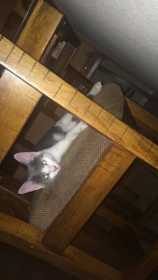 Lost Cat