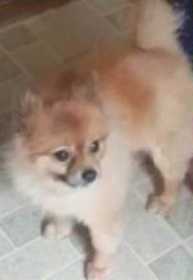 Lost Dog