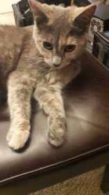 Lost Cat