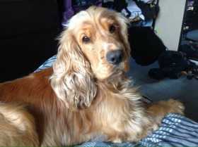 Lost Dog