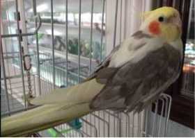 Lost Cockatiel