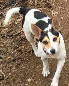 Lost Dog