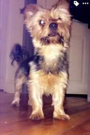 Lost Dog