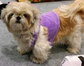 Lost Dog