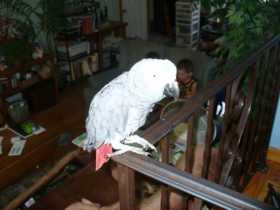 Lost African Grey