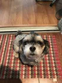 Lost Dog
