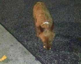 Lost Dog