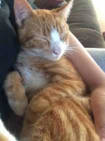 Lost Cat