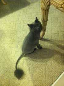 Lost Cat